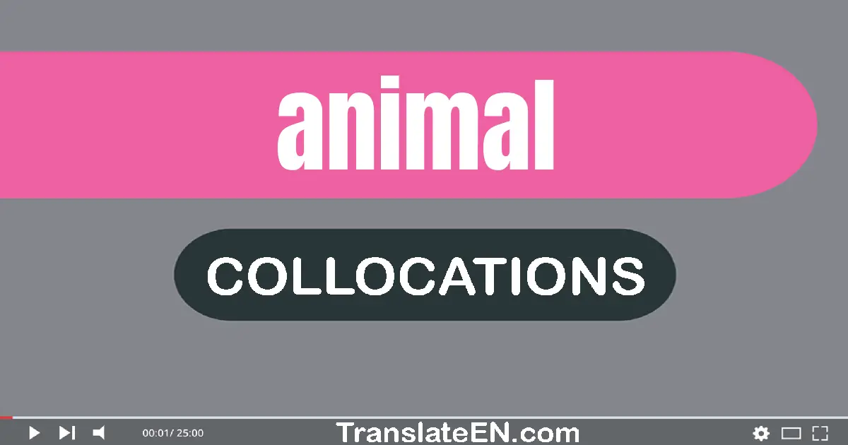 Collocations With "ANIMAL" in English