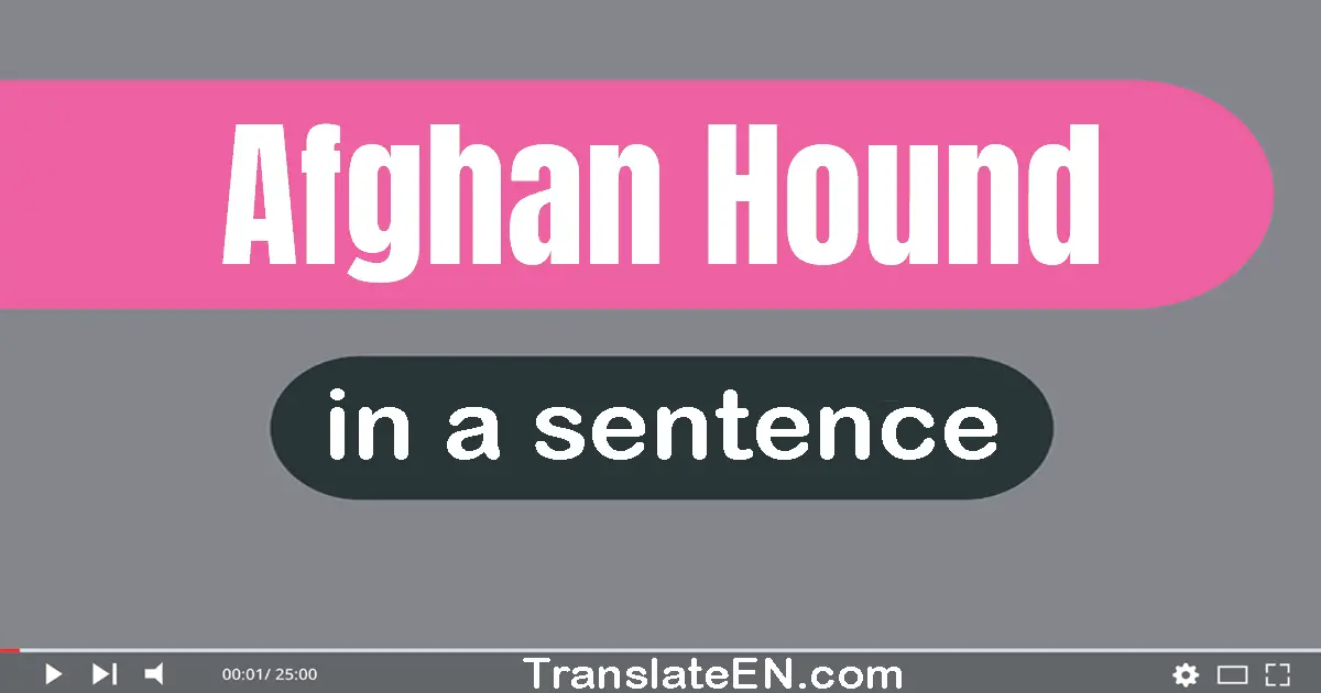 Afghan Hound in a sentence