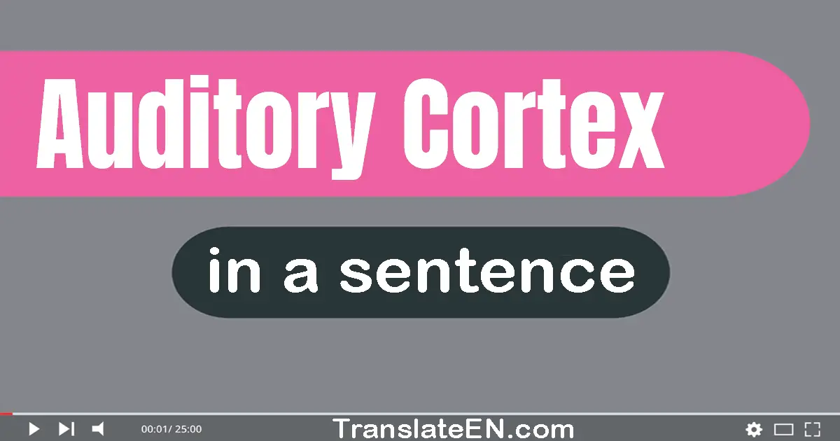 Auditory Cortex in a sentence