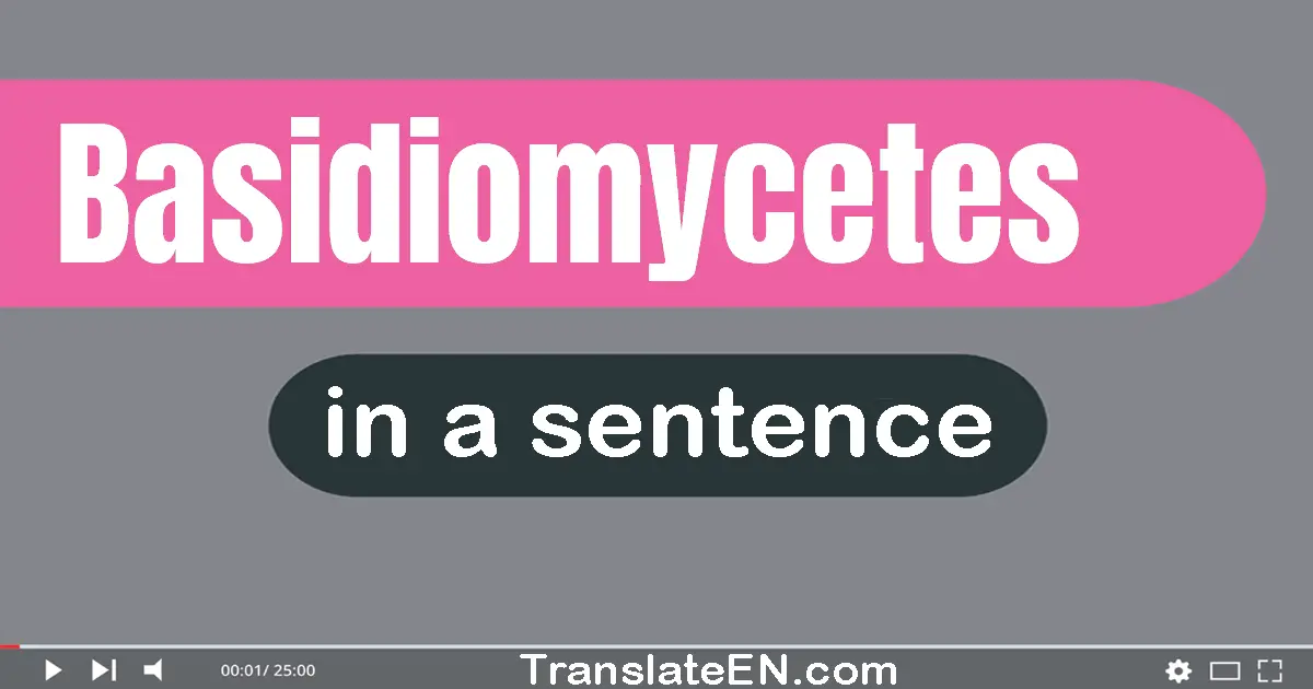 Use "basidiomycetes" in a sentence | "basidiomycetes" sentence examples