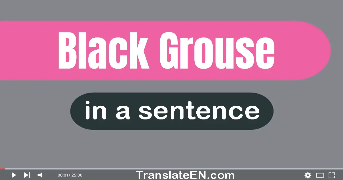 Black Grouse in a sentence