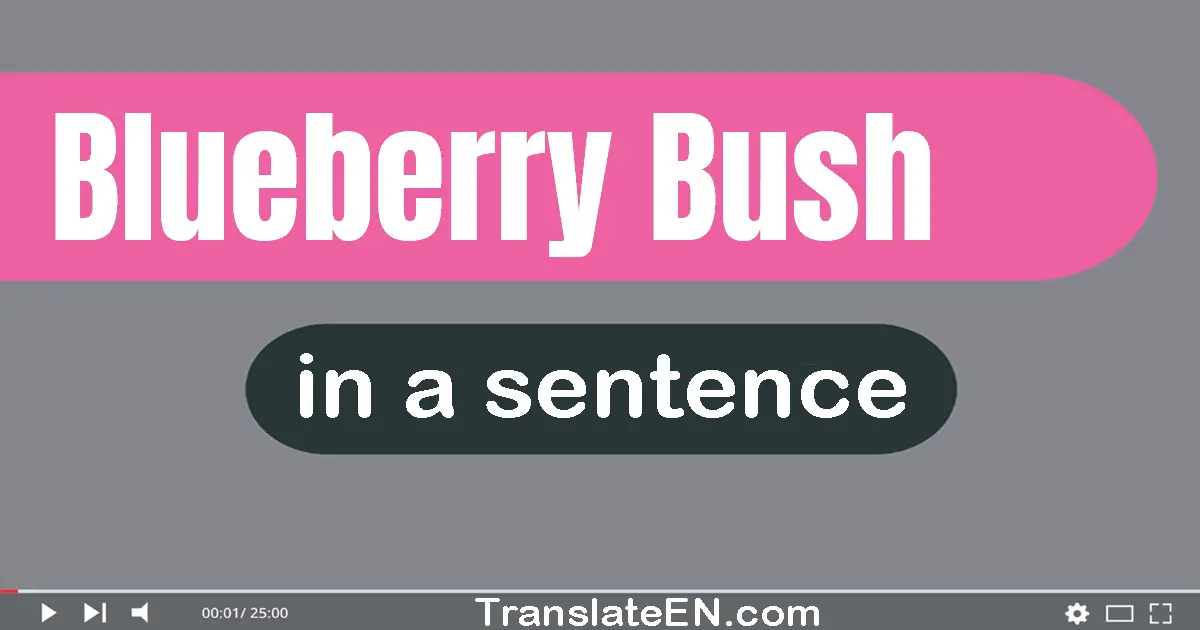 Blueberry Bush in a sentence