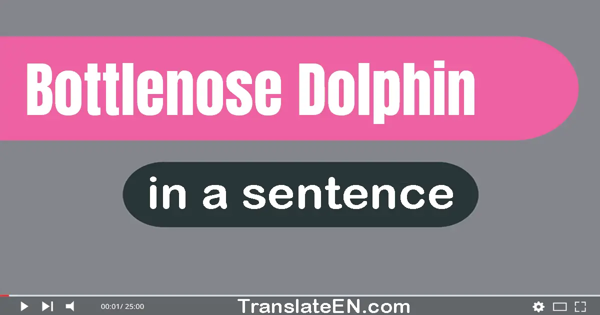 Bottlenose Dolphin in a sentence