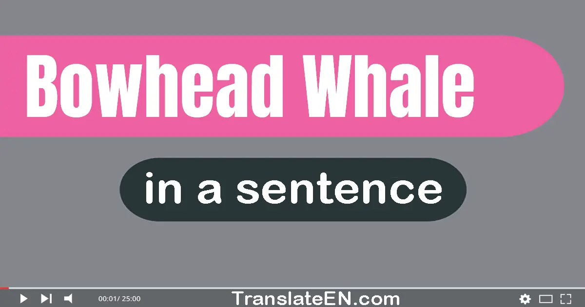 Use "bowhead whale" in a sentence | "bowhead whale" sentence examples