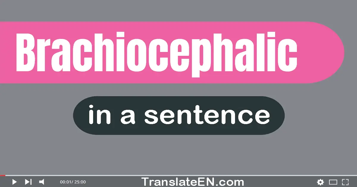 Brachiocephalic in a sentence