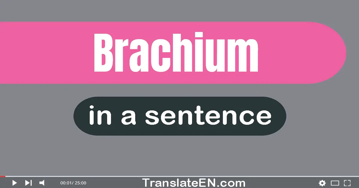 Brachium in a sentence