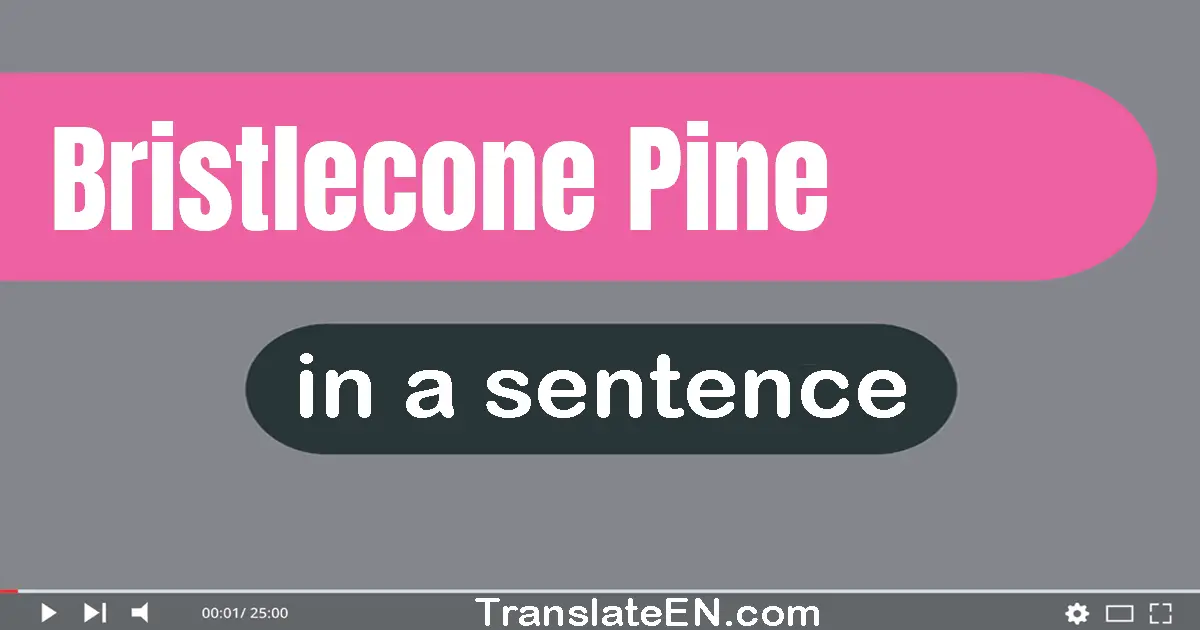 Bristlecone Pine in a sentence