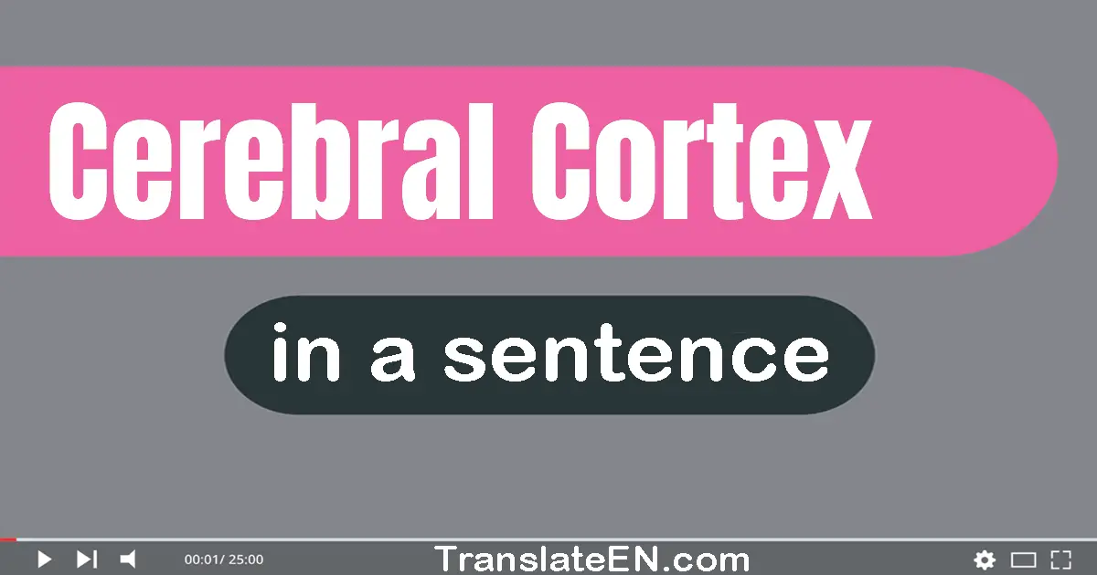 Cerebral Cortex in a sentence