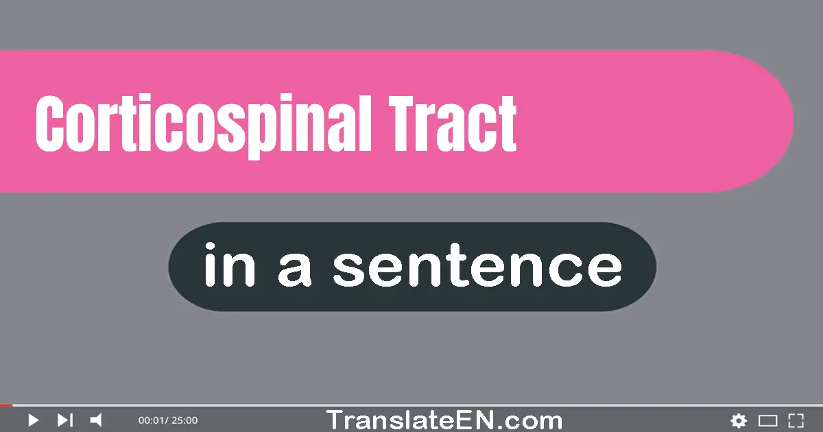 Use "corticospinal tract" in a sentence | "corticospinal tract" sentence examples