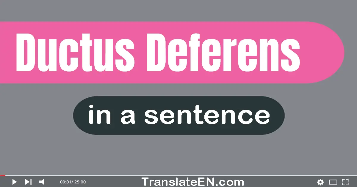 Ductus Deferens in a sentence