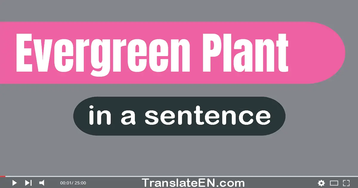 Evergreen Plant in a sentence