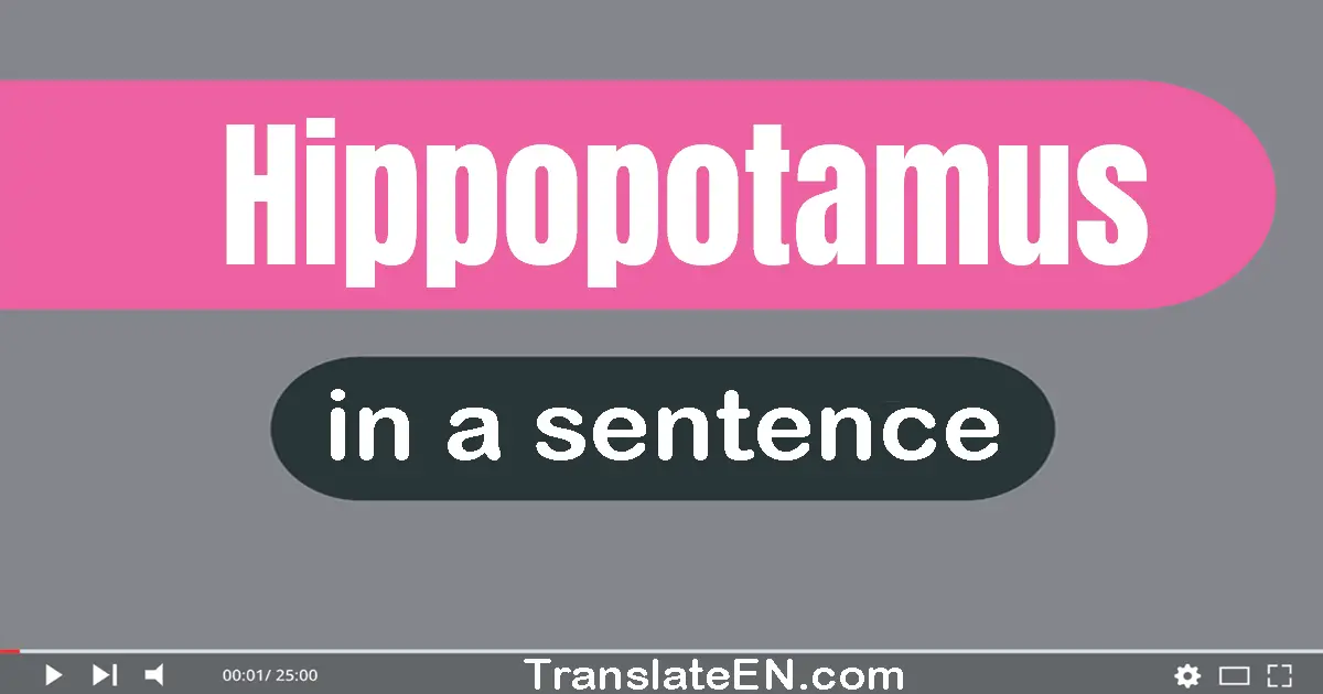 Hippopotamus in a sentence