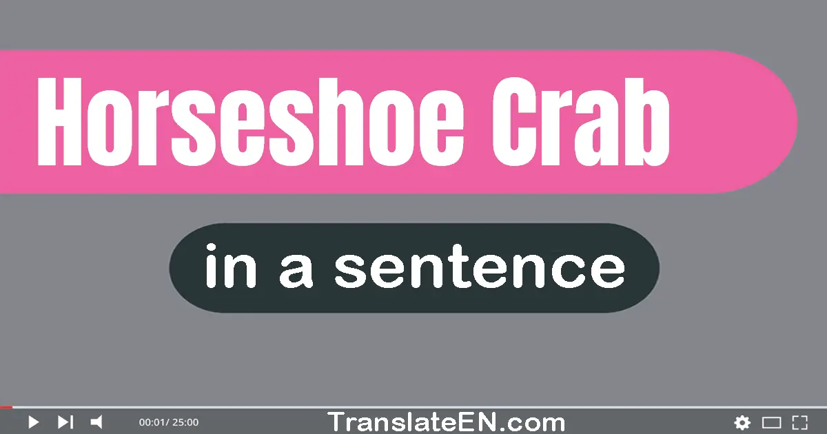 Use "horseshoe crab" in a sentence | "horseshoe crab" sentence examples