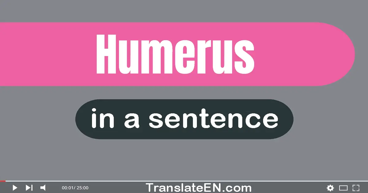 Use "humerus" in a sentence | "humerus" sentence examples
