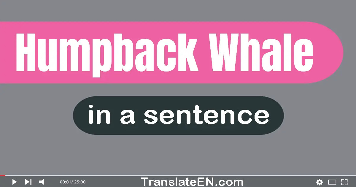 Humpback Whale in a sentence