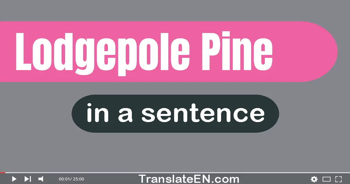 Use "lodgepole pine" in a sentence | "lodgepole pine" sentence examples
