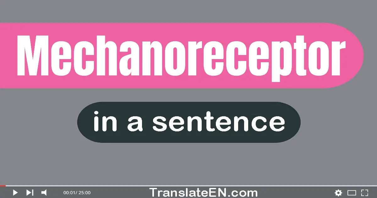 Use "mechanoreceptor" in a sentence | "mechanoreceptor" sentence examples