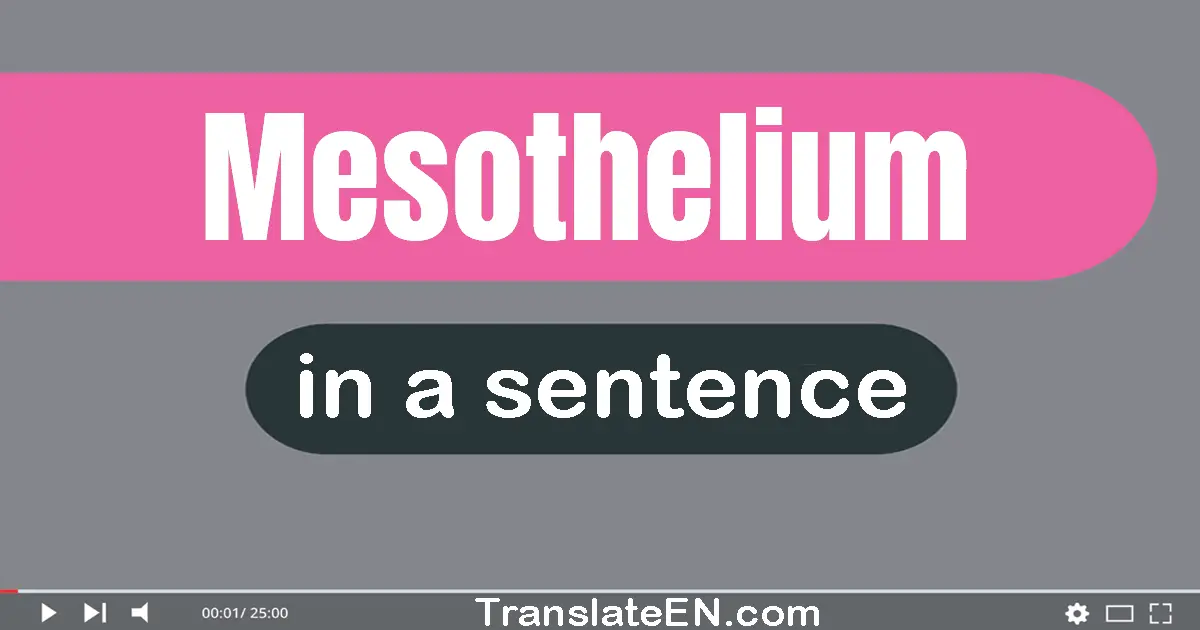 Use "mesothelium" in a sentence | "mesothelium" sentence examples