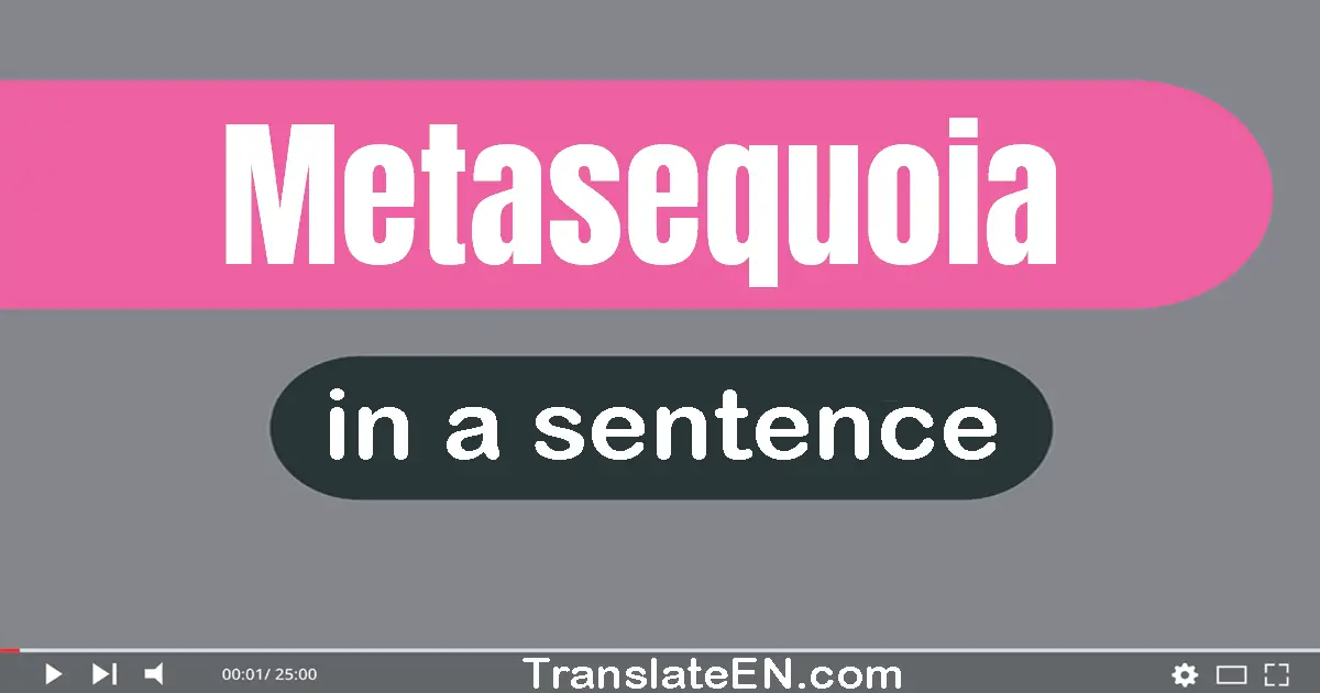 Use "metasequoia" in a sentence | "metasequoia" sentence examples