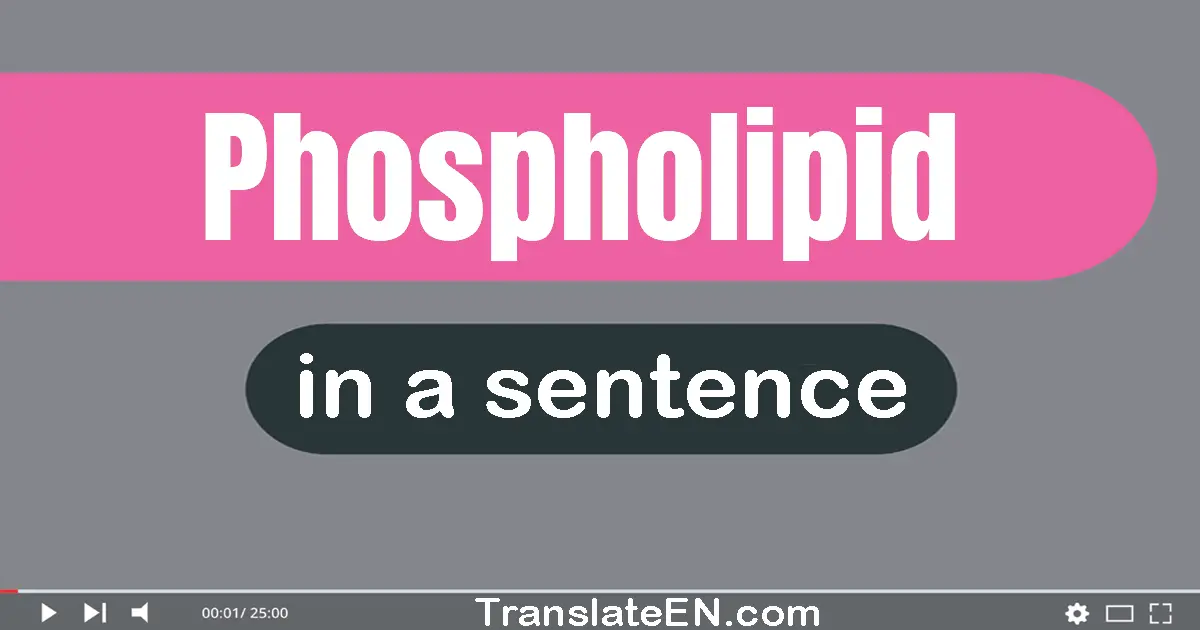 Phospholipid in a sentence