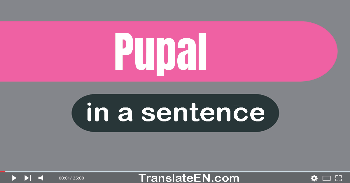 Use "pupal" in a sentence | "pupal" sentence examples