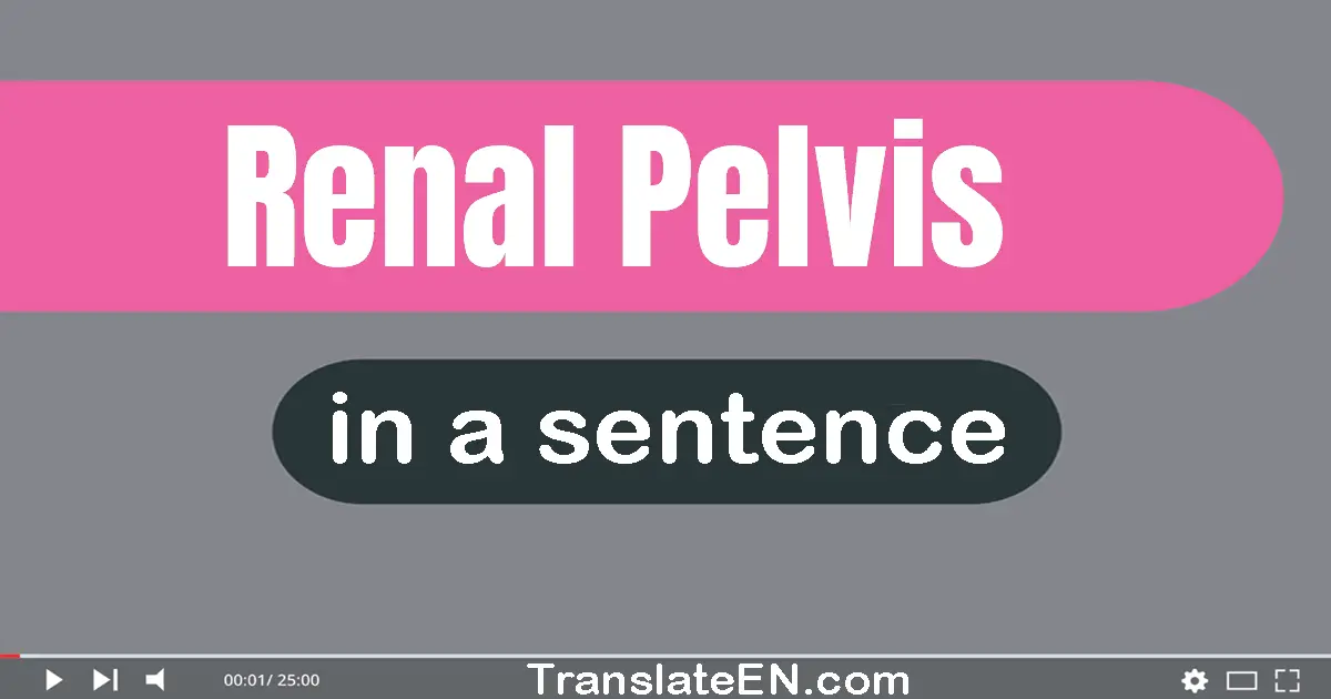 Use "renal pelvis" in a sentence | "renal pelvis" sentence examples