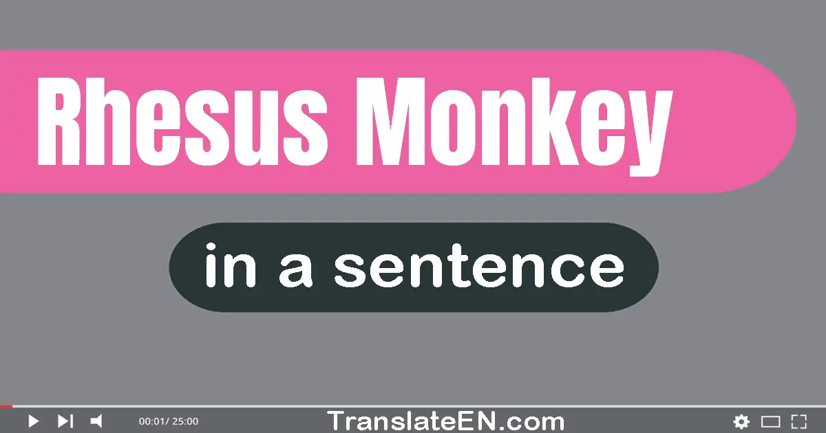 Rhesus Monkey in a sentence