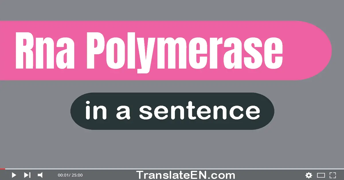 Rna Polymerase in a sentence