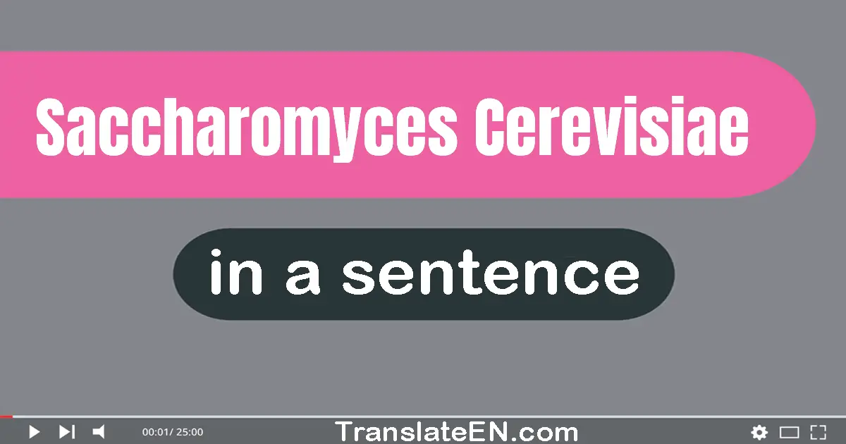 Saccharomyces Cerevisiae in a sentence