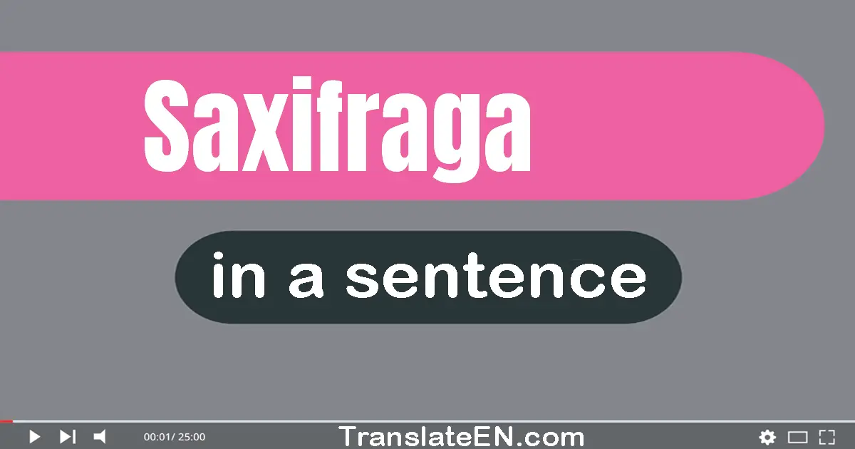 Saxifraga in a sentence