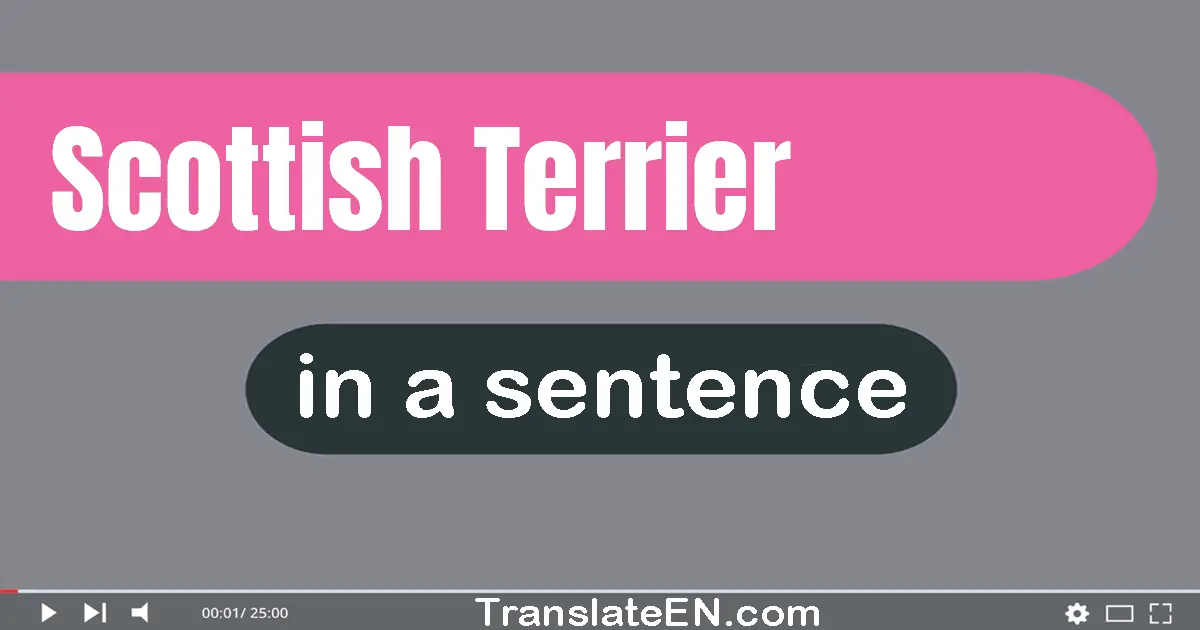 Scottish Terrier in a sentence