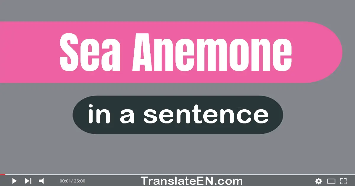 Sea Anemone in a sentence