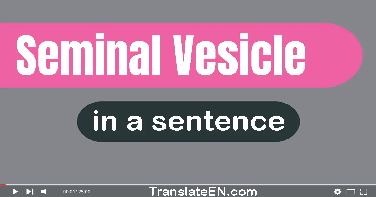 Seminal Vesicle in a sentence