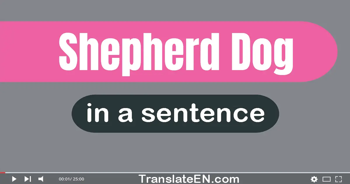 Shepherd Dog in a sentence