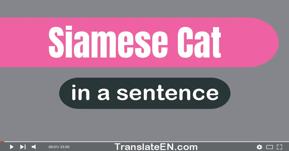 Siamese Cat in a sentence