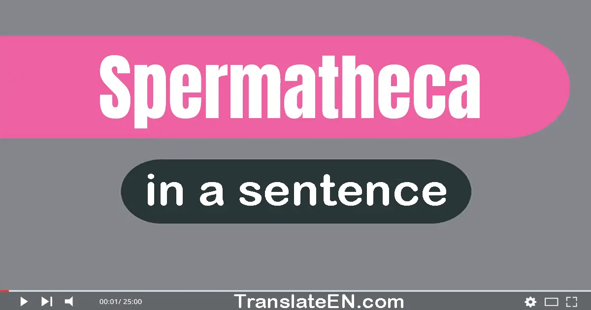 Spermatheca in a sentence