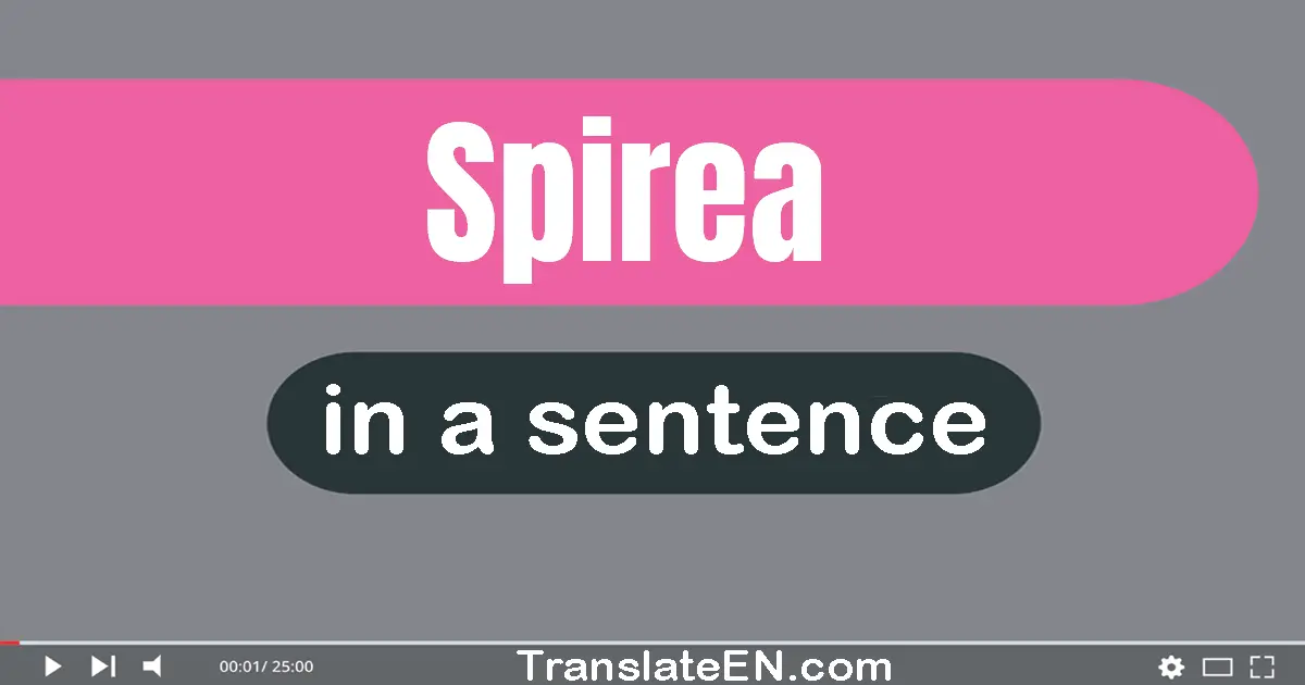 Use "spirea" in a sentence | "spirea" sentence examples