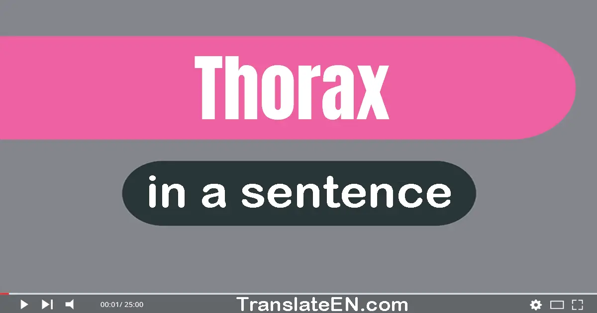 Thorax in a sentence