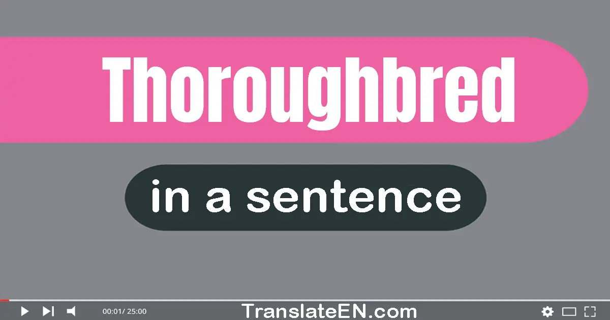 Thoroughbred in a sentence