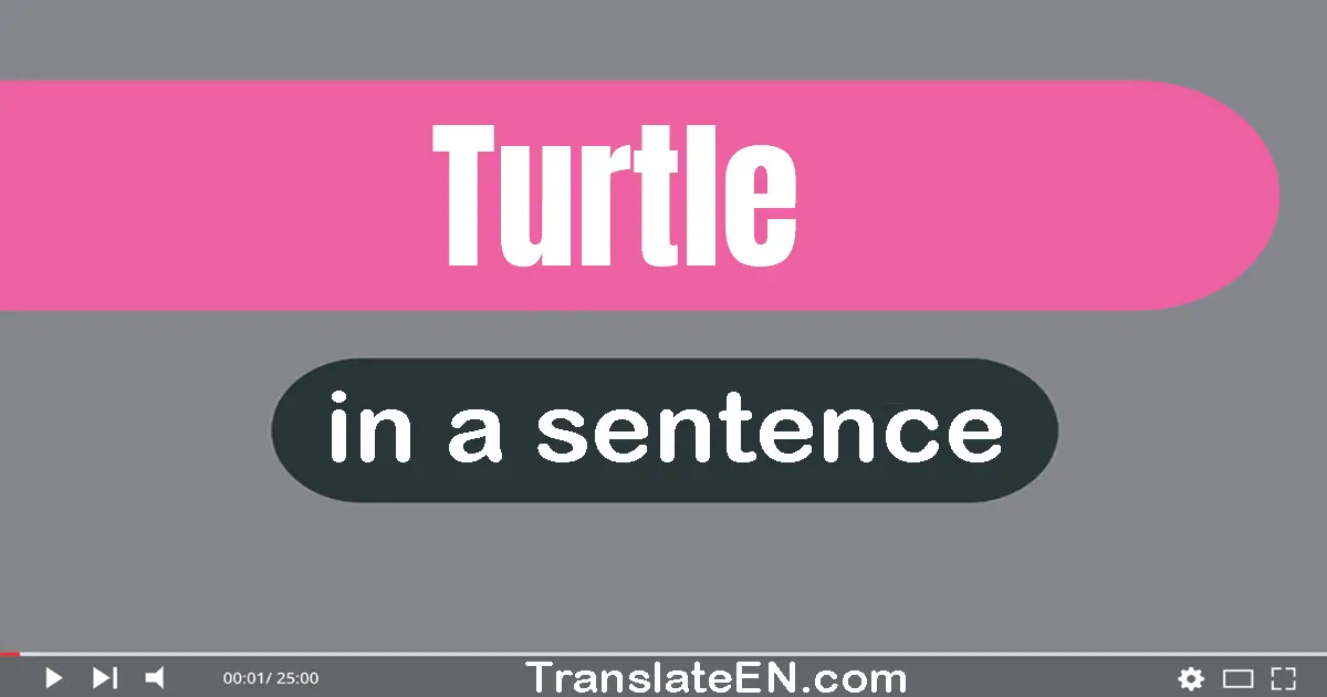 Use "turtle" in a sentence | "turtle" sentence examples