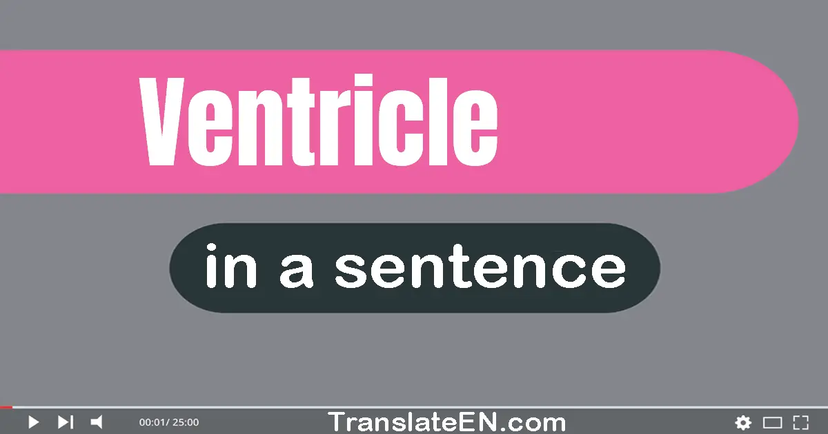 Use "ventricle" in a sentence | "ventricle" sentence examples