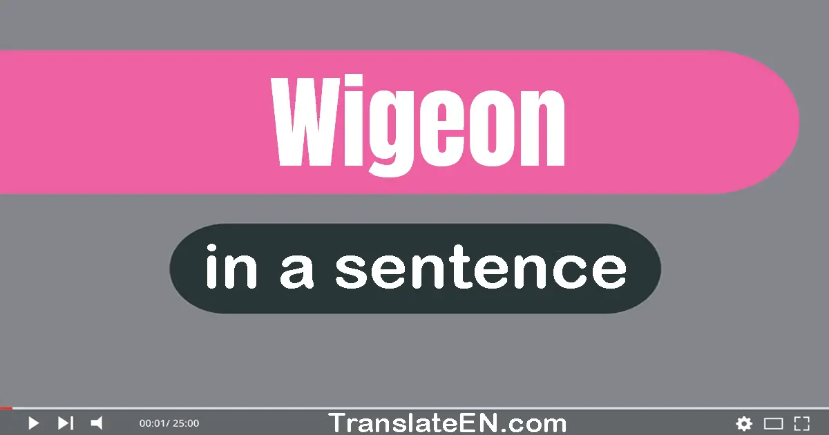 Wigeon in a sentence